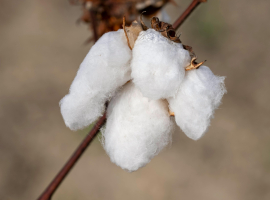 Detail serat kapas putih murni sebagai bahan dasar katun yang timeless